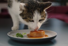 Panna Gatto - Tierfreund
